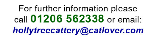 Hollytree Email